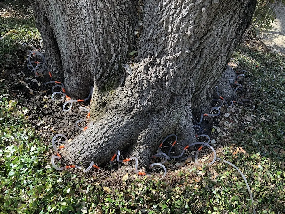 Detailed Tree Cabling and Bracing job site in Hattiesburg